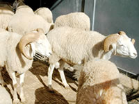 Moutons Annaba