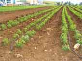 Tomate Industrielle Annaba