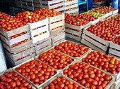 Tomate Industrielle Annaba